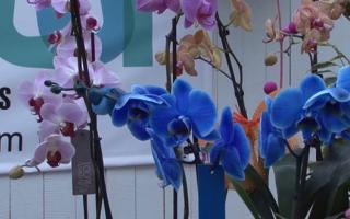 phalaenopsis orchid blue