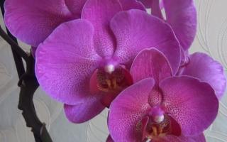 phalaenopsis orchid flowering