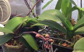 phalaenopsis orchid indoor