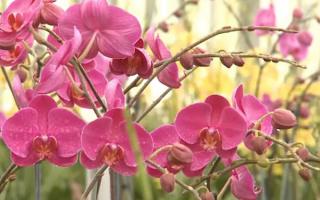 phalaenopsis orchid pink