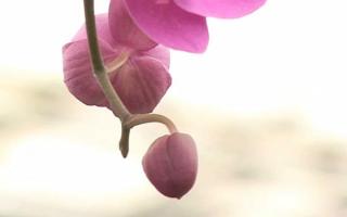 phalaenopsis orchid pink image