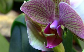 phalaenopsis orchid purple