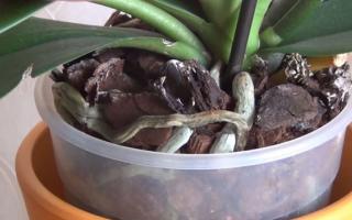 phalaenopsis orchid roots image