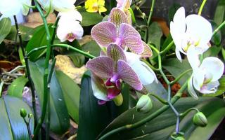 phalaenopsis orchid terrarium