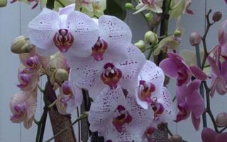 phalaenopsis orchid white flower