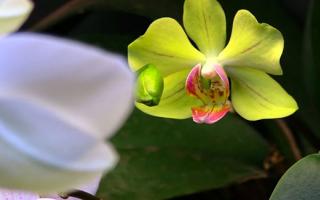 phalaenopsis orchid yellow