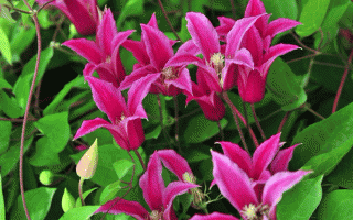 picture_pink_clematis