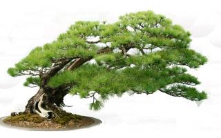 Bonsai Miniature Tree