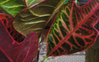 Questions on Croton
