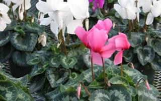 Questions on Cyclamen image