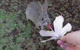 Rabbits Eat Hibiscus