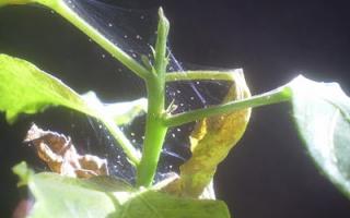 Spider Mites on Ficus Benjamina