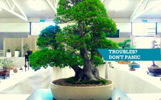 troubles bonsai