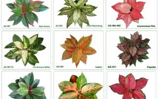 what is aglaonema