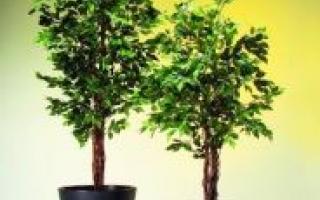 What Is Ficus Benjamina
