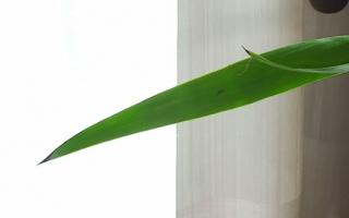 yucca leaf