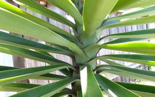 yucca leaves green
