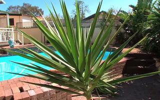 yucca picture