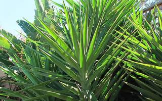 yucca plant