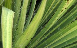 yucca plant diases