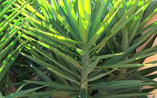 yucca plant image