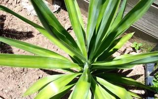 yucca plant picture