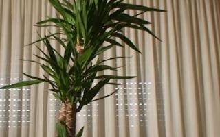 yucca tall plant