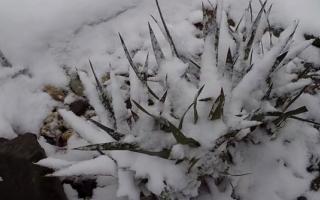 yucca winter