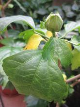 hibiscus leaves