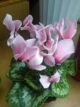 cyclamen pink pictures
