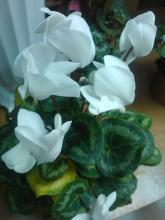 white cyclamen photo