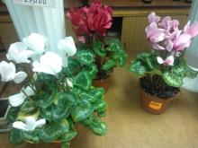 cyclamen flowers pictures