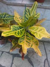croton yellow leaves image