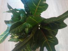 croton leaves pictures