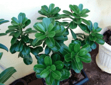 adenium green plants