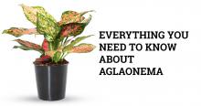 aglaonema plant guide