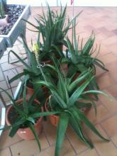 aloe leaves pictures