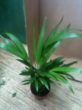 areca leaves images