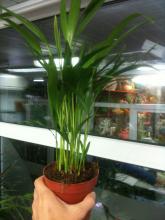 areca green leaves picture