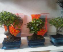 small bonsai trees pictures