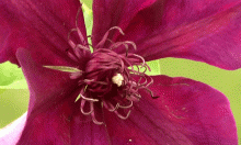 clematis_blooming_image