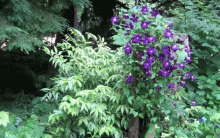 clematis_forest_image