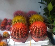 echinocactus flowers images