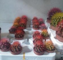 small echinocactus images