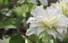 flowering_clematis
