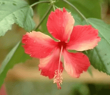  hibiscus flower
