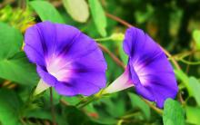 morning glory flower