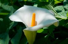 beautiful peace lily