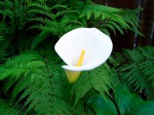 peace lily indoor