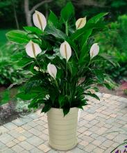 peace lily outdoors